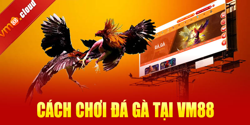Cách chơi đá gà VM88 cho người mới