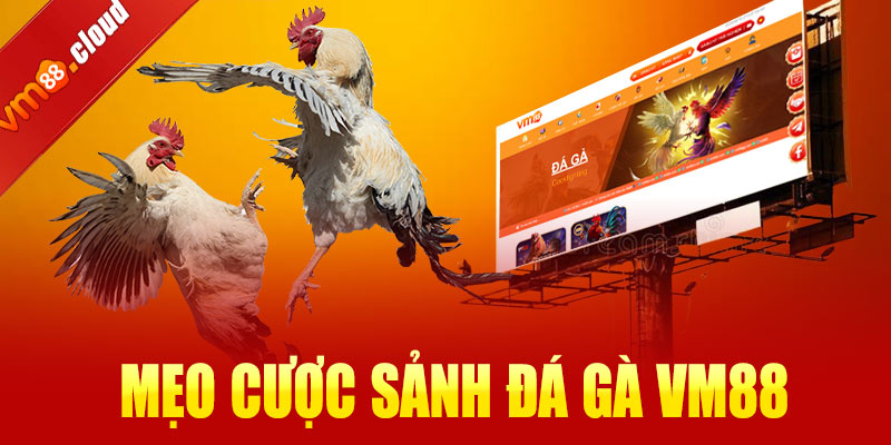 Mẹo cược sảnh đá gà VM88 giúp bạn nâng cao tỷ lệ thắng