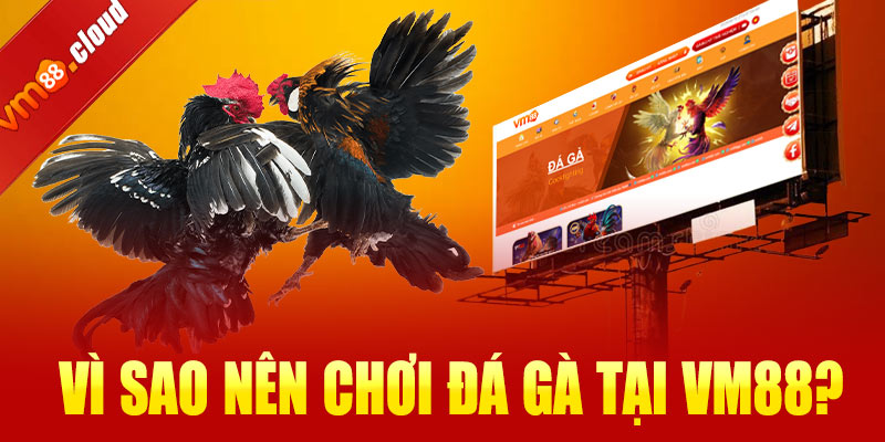 Vì sao nên chơi đá gà tại VM88?